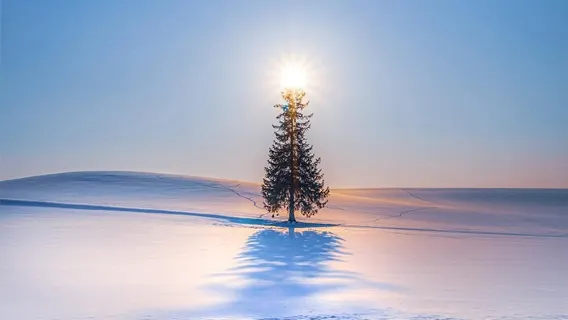 Excursión de un día a Hokkaidō Asahikawa y Biei | Zoo de Asahiyama (entrada incluida) + Árbol de Navidad de Biei + Cascada Shirohige