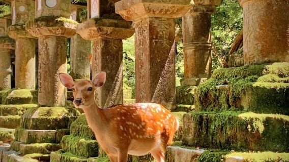 Kyoto Nara Classic Panoramic Day Tour (Small Group of 4-9 People)