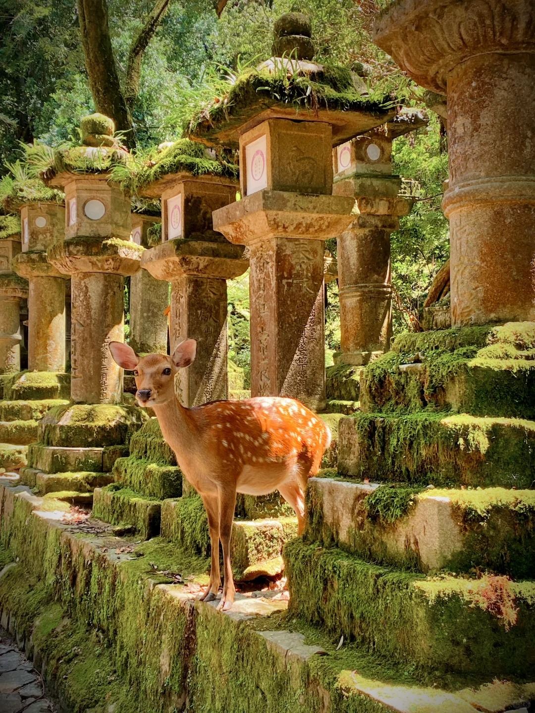 Kyoto Nara Classic Panoramic Day Tour (Small Group of 4-9 People)