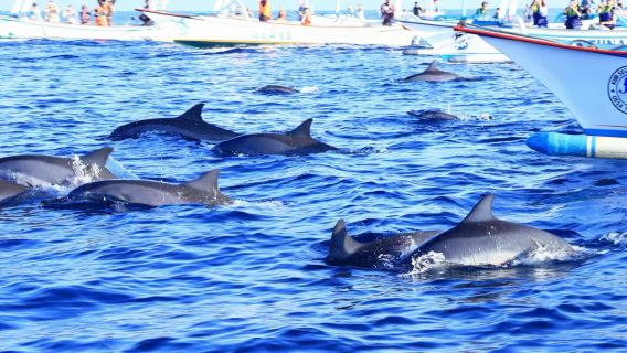 Tagesausflug zur Delfinbeobachtung in Lovina, Bali, mit Besuch des Ulun Danu Bratan Tempels und Hoteltransfer