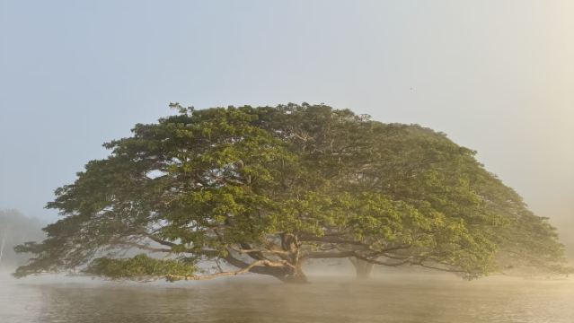 Lawatan sehari dengan sewaan peribadi berbahasa Cina ke tarikan viral terbaru di Chiang Mai, Thailand: Pokok Air + Air Terjun Lengket