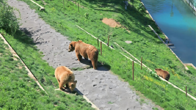 蘇黎世【親子包車一日遊】網紅打卡：博物館+熊公園+巧克力之家