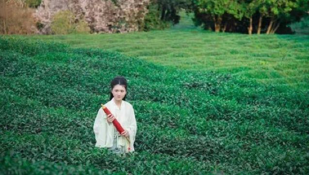 莫干山|千畝山茶廠（茶園徒步+採茶炒茶體驗+品嚐莫干黃芽）