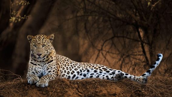 Ranthambhore national park jeep/ Canter safari