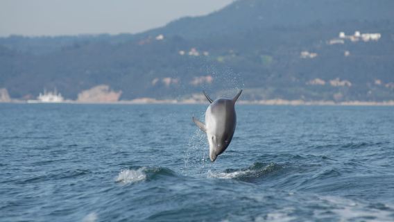 Arrábida - Sesimbra: Dolphin Watching