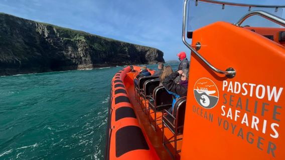 Padstow: Guidentifierad Sealife Safari med RIB-båt