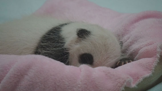 ChengduTours
