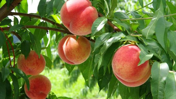 Saisonale Fuji-Aussicht & Obstpflücken & Kawaguchiko-Seilbahn