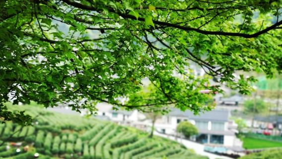 Esperienza culturale approfondita del tè Longjing del Lago dell'Ovest di Hangzhou: 10 panorami del Lago + raccolta del tè + facile escursione di 5 km
