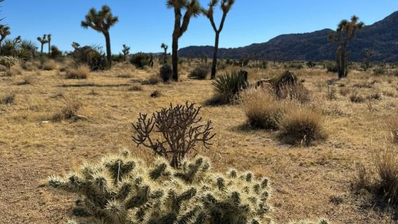 美國鳳凰城@約書亞樹國家公園-救贖山12h包車【精選老司機】