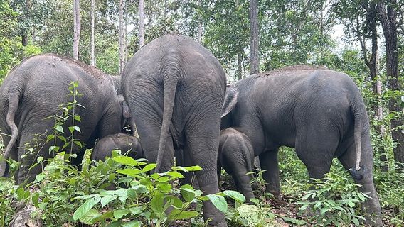 Chiang Mai