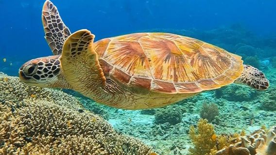 Desde Dumaguete, Filipinas: Excursión de snorkel y isla saltarina para descubrir tortugas en la Isla Apo con traslado al hotel