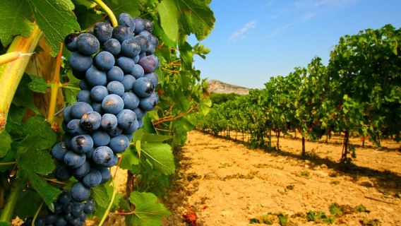 Aviñón: tour vinícola de día completo por Châteauneuf-du-Pape