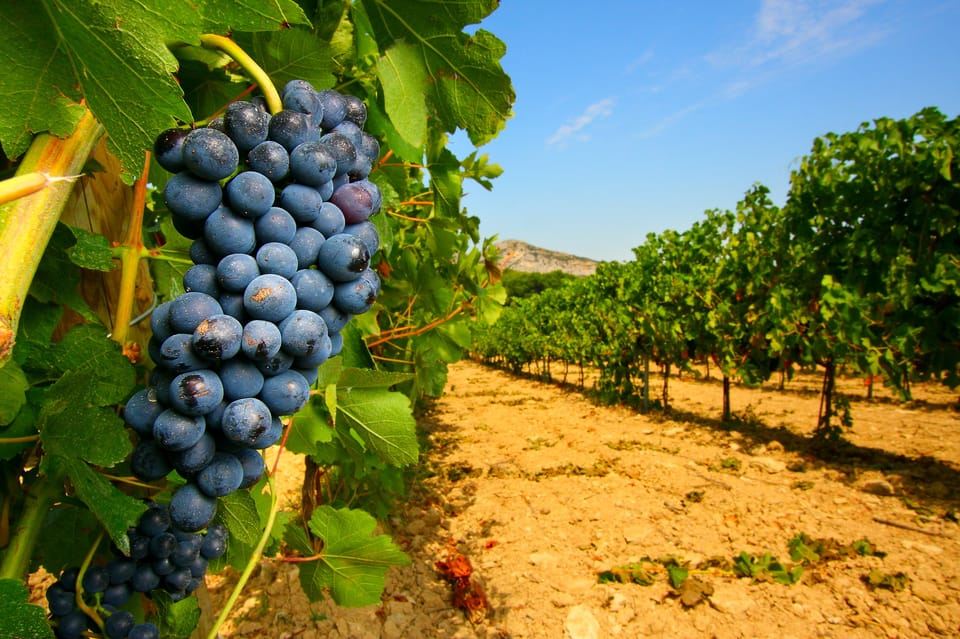 Avignone: tour del vino di un'intera giornata intorno a Châteauneuf-du-Pape