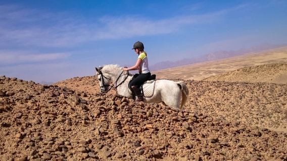 Desde Hurghada: Amanecer en el Mar Rojo y paseo a caballo por el desierto