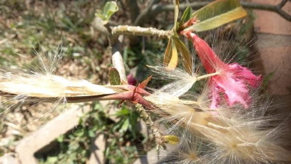 One Day Litchfield Park Adventures Tour + Berry Springs