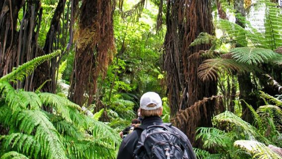 Khao Lak: Private Khao Sok Jungle Safari with Bamboo Rafting