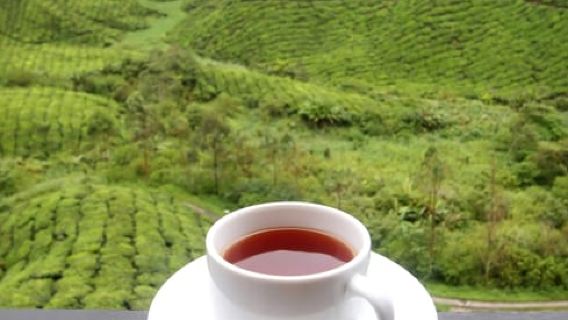 Cameron Highlands 1 Day Tour from Kuala Lumpur