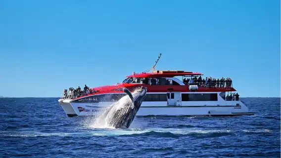 Sydney: Whale Watching & Hop On Hop Off Cruise Package