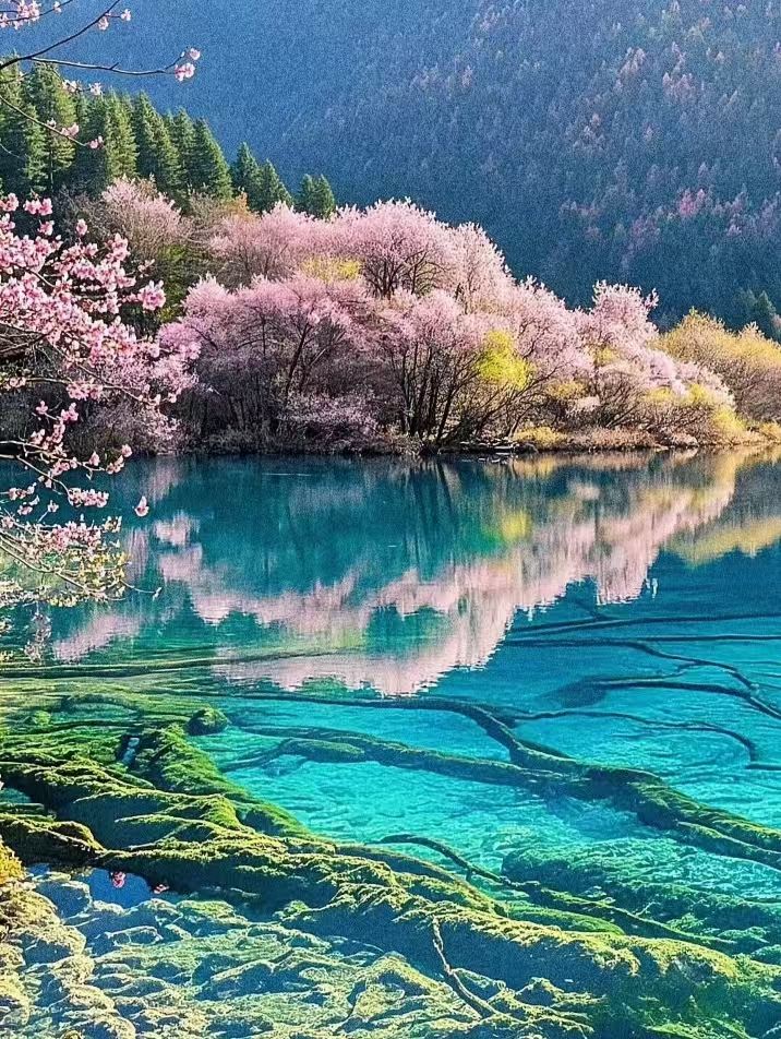 九寨溝-黃龍風景名勝區-黃龍九寨高鐵站(5座車型)(到府接駁)單程接駁車