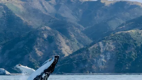 Christchurch, Kaikoura, and Kaikoura cruise Watching 1-day tour[See Whales and Dolphins]