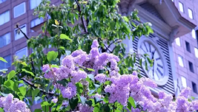 日本札幌+北海道廳舊本廳舍+薄野一日遊/行程可調-可定制多日