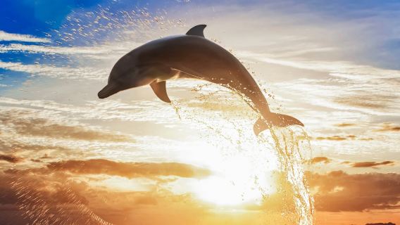 Excursion d'une journée à Bali pour observer les dauphins à Lovina avec option de visite du palais d'Ubud, safari en 4x4 sur les volcans, parapente et rafting