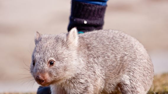 [더블 11 메가 세일] 호주 태즈메이니아 호바트와 마리아 섬 당일 치기 여행