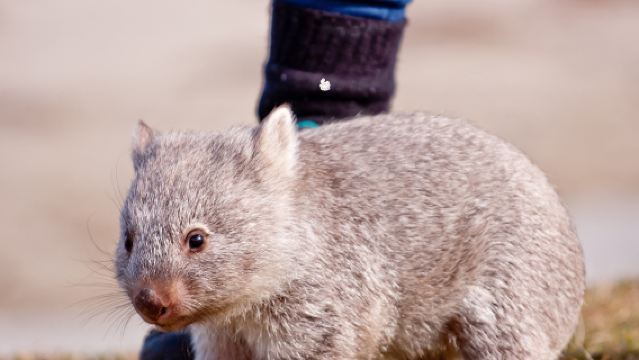 【クリスマス/正月予約可】オーストラリア旅行 タスマニア ホバート発マリア・アイランドワンデーツアー