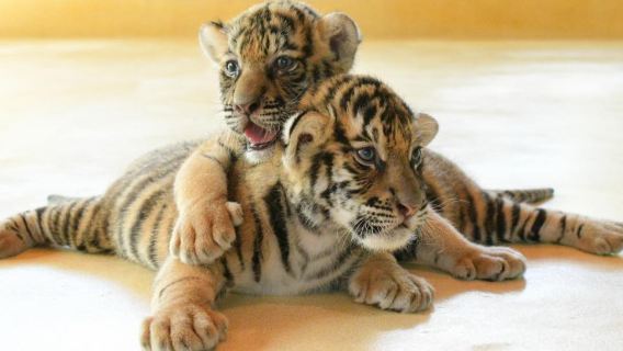 [ทัวร์กลุ่มเล็กส่วนตัว] ถนนเก่าภูเก็ต + วัดฉลอง + สัมผัสเสือ + ทัวร์ชมพระอาทิตย์ตกที่แหลมพรหมเทพ