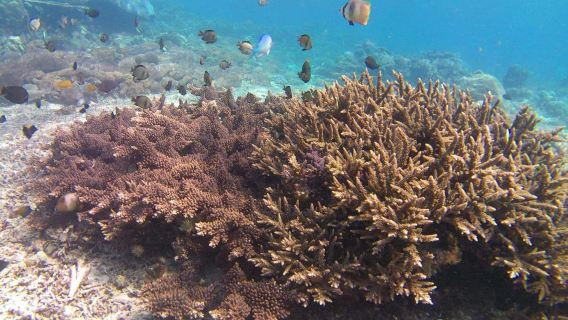 Pengalaman Snorkeling Nusa Penida: 3 titik snorkeling + perahu bersama/carteran opsional + titik pertemuan yang diatur sendiri