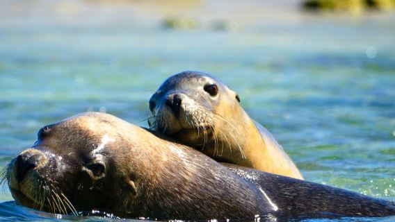 Shoalwater: crociera tra delfini, leoni marini e pinguini