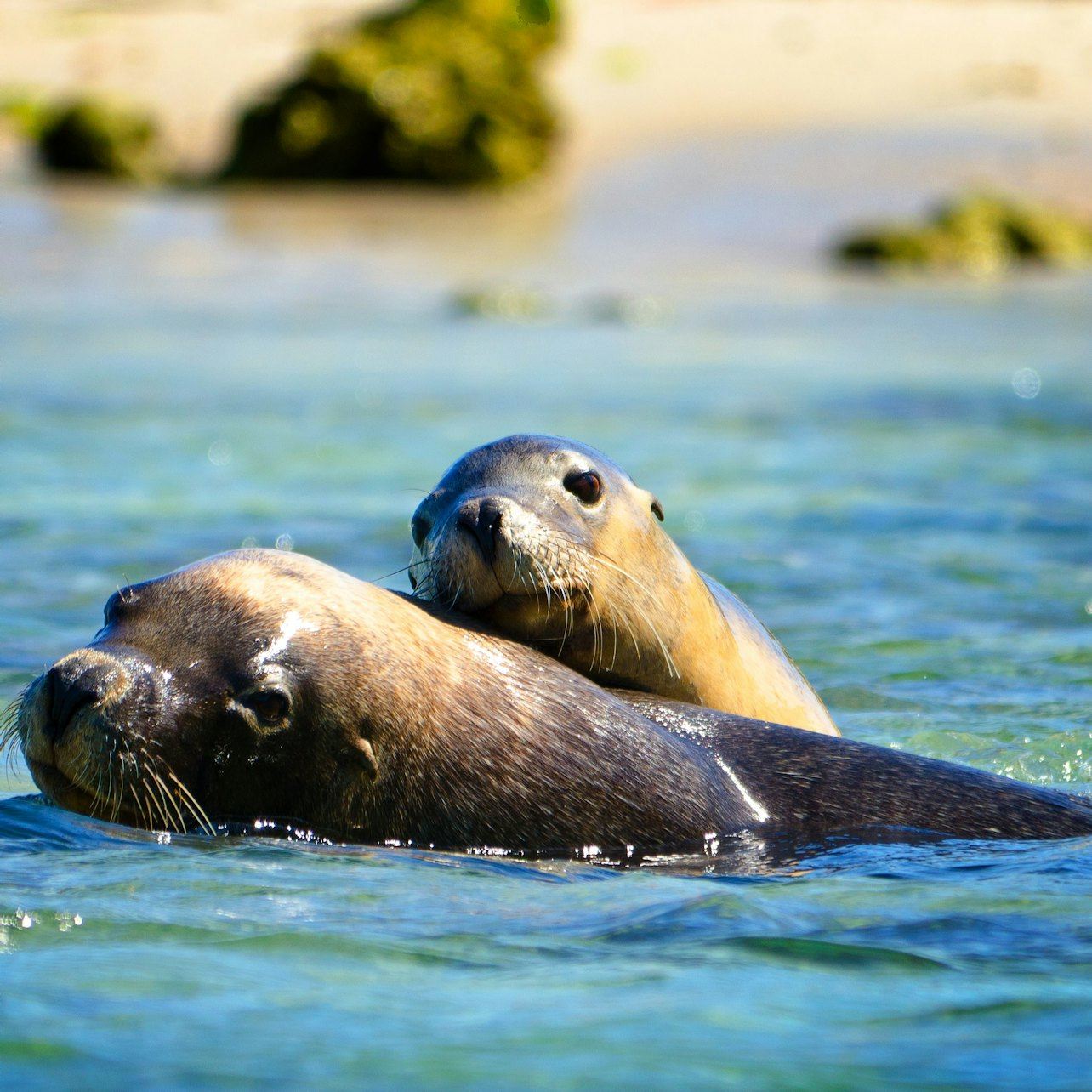 Shoalwater: Dolphin, Sea Lion & Penguin Island Cruise