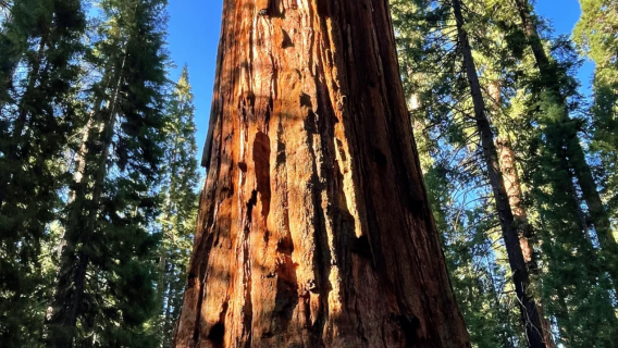 美國西岸自然奇觀|洛杉磯至美洲杉國家公園包車遊｜中文服務