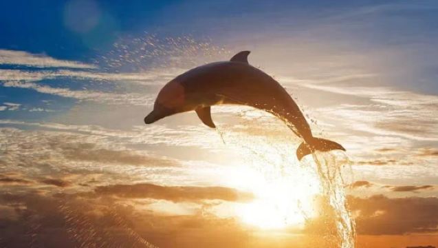 Lawatan Sehari di Pulau Jeju | Laluan Barat Daya | Menjejaki Lumba-lumba | Shaun the Sheep | Bunga Camellia | Hello Kitty | Tembakan Hidup