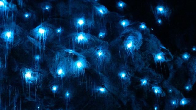 霍比特村+螢火蟲洞 雙奇之旅【奧克蘭接駁包車純玩一日遊】