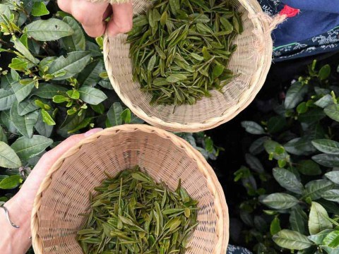 杭州龍井茶葉採摘+炒製殺青+宋代點茶夢華錄/莊園品茶半日遊 中文/英文 2-3人小團