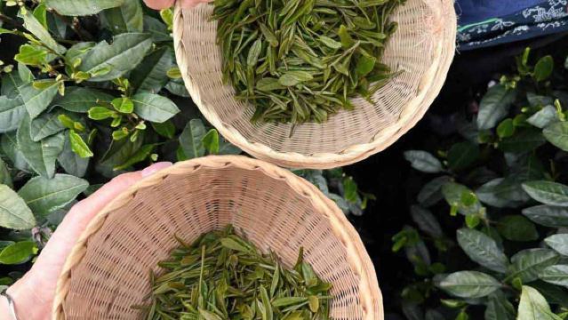 Hangzhou Longjing Tea Picking + Stir-Frying + Song Dynasty Tea Ceremony Experience Half-Day Tour (Chinese/English) Small Group for 2-3 People