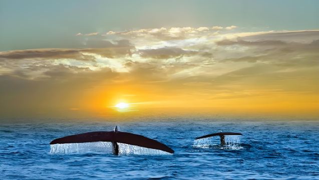 Whale Watching Ferry Booking in Mirissa, Sri Lanka (Default Double-Decker Boat) | Transportation Not Included - Self-Arrival at Mirissa Port | Some Hotels in Mirissa May Provide Shuttle Service