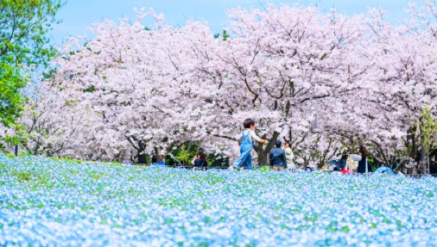 [Departure Guaranteed] Itoshima & Uminonakamichi Seaside Park Day Tour from Fukuoka