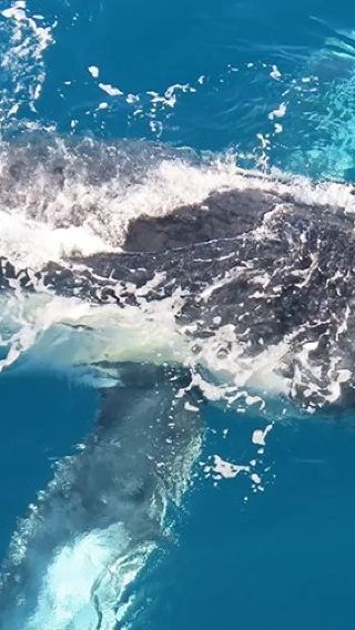 Whale watching tour in Noosa, Australia [12-person high-speed boat/3 optional daily departures]