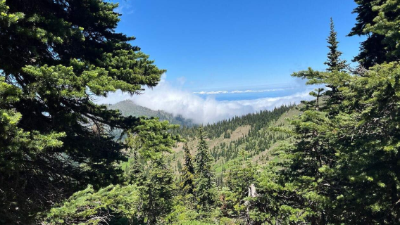 Seattle - Taman Negara Olimpik + Hurricane Ridge - lawatan sehari [Sewaan Peribadi Bahasa Cina, perjalanan boleh dilaras]