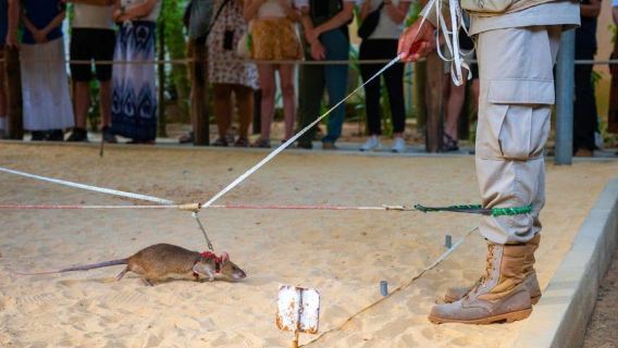 Siem Reap: Afternoon APOPO Rats Tour + Phare Circus Option