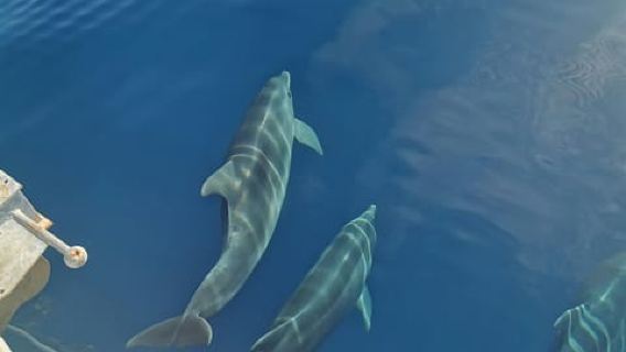 Krk: Golden Bay, Blue Cave, & 4 Islands Cruise