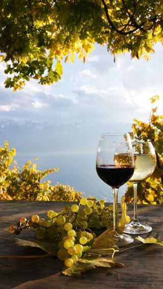 Private Alsace Wine Tasting & Basel Day Tour from Lucerne