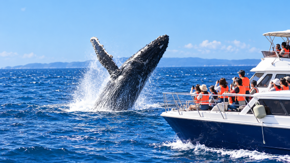 Japan Okinawa Kerama Islands · Yacht whale watching experience | Departure from Naha · Chatan [Winter-only]