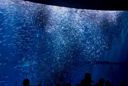 名古屋港水族館 （僅限郵寄）