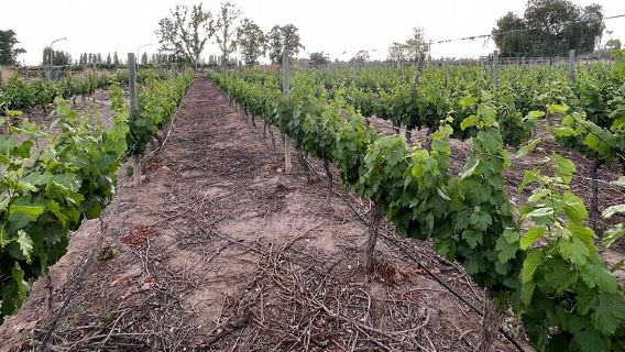 Mendoza