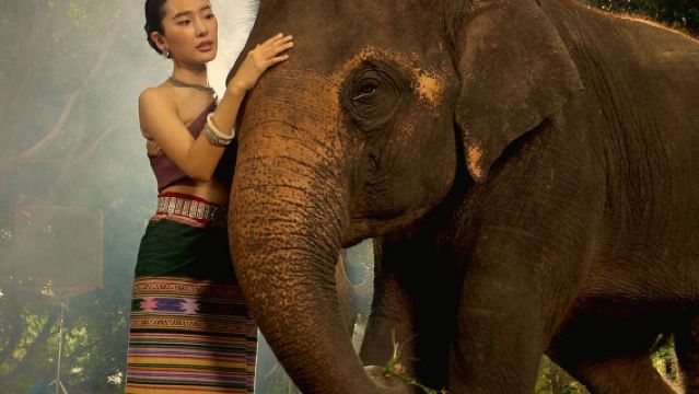 曼谷大象保護營半日遊 餵大象|大象SPA|含餐