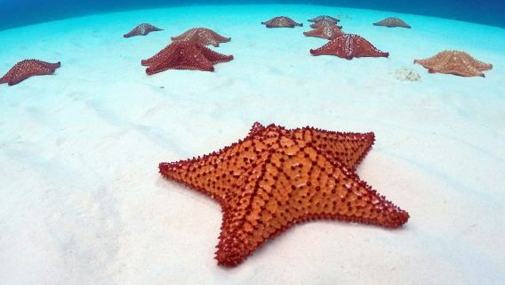 แนวปะการังปาลันการ์และอ่าวเอล ซิเอโล: ทัวร์ดำน้ำตื้นจากเกาะโคซูเมล + อาหารกลางวันแบบบุฟเฟ่ต์